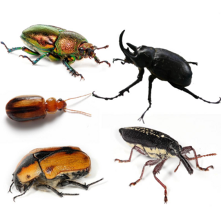 <span class="mw-page-title-main">Beetle</span> Order of insects