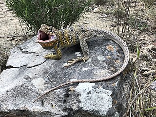 <i>Crotaphytus reticulatus</i> Species of lizard