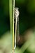 20 Commons:Picture of the Year/2011/R1/Damselfly 03 (MK).jpg