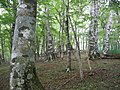 Fagus crenata, Japan