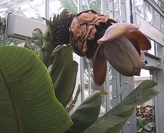 <i>Ensete</i> Genus of plants