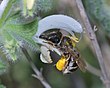 מחושית (Eucera kullenbergi), נקבה אוספת צוף ומאביקה מרווה ריחנית, שפלת יהודה