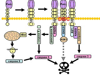 <span class="mw-page-title-main">Death-inducing signaling complex</span>