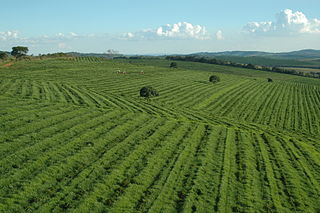 <span class="mw-page-title-main">Coffee production in Brazil</span> Largest national coffee production in the world