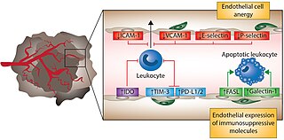 <span class="mw-page-title-main">Endothelial cell anergy</span> Defense mechanism of tumors against immunity