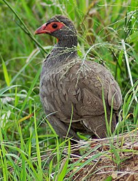 Red-necked spurfowl, the most common francolin in Malawi Francolinus afer1.jpg