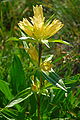 Gentiana punctata