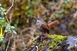 <span class="mw-page-title-main">Striated earthcreeper</span> Species of bird