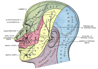 Cervical plexus