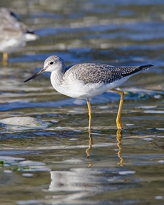 <span class="mw-page-title-main">Greater yellowlegs</span> Species of bird