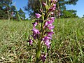 Gymnadenia odoratissima Germany - Heimsheim