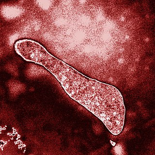 <span class="mw-page-title-main">Ferroplasmaceae</span> Family of archaea