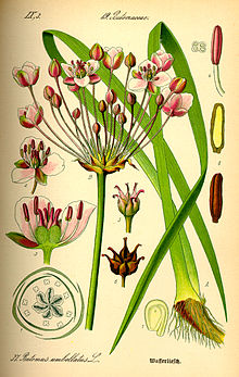 Butomus umbellatus Illustration Butomus umbellatus0.jpg