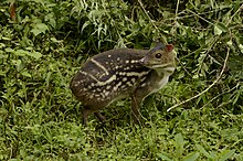 The African chevrotain an ungulate that shares convergently evolved features with the South American paca. Indian spotted chevrotain Moschiola indica Mouse deer from the Anaimalai hills DSC9927 03.jpg