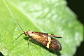 Nemophora degeerella (Adelidae)