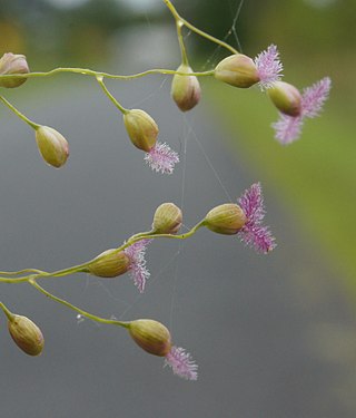 <i>Isachne</i> Genus of grasses