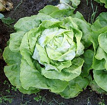 Batavia lettuce