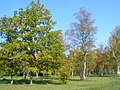 Laelatu wooded meadow on September