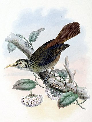 <span class="mw-page-title-main">Makira honeyeater</span> Species of bird