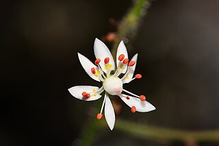 <i>Micranthes ferruginea</i> Species of flowering plant