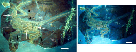 March 17: holotype of dinosaur Microraptor gui