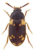 Mycetophagidae