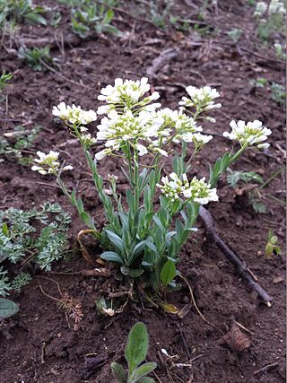 <i>Noccaea</i> Genus of Brassicaceae plants