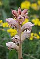 Orobanche caryophyllacea