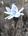 Osmadenia tenella