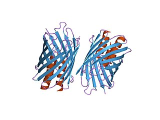 <span class="mw-page-title-main">YadA bacterial adhesin protein domain</span>