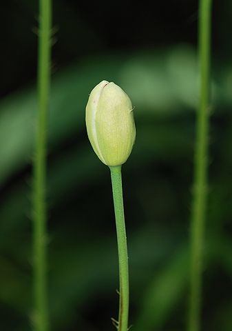 bud