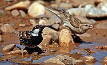 A male and female of the Spanish sparrow, a close relative of P. predomesticus, in southeastern Turkey Passer hispaniolensis-2.jpg