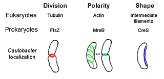 <span class="mw-page-title-main">Prokaryotic cytoskeleton</span> Structural filaments in prokaryotes