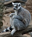 Lemur catta