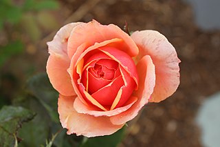 <i>Rosa</i> About Face Grandiflora rose cultivar