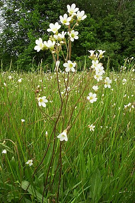 Saxifraga granulata