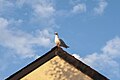 * Kandidimi: A seagull perching on a roof with a blue sky behind. --Suntooooth 22:10, 18 September 2024 (UTC) * * Kërkohet vlerësim