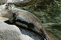 Common seal Phoca vitulina spættet sæl