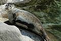 Common seal Phoca vitulina spættet sæl Spættet sæl