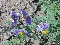 Solanum spegazzinii