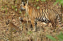 Tiger with cubs