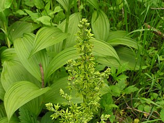 <i>Veratrum viride</i> Species of plant