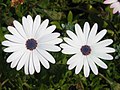 * Nomination White flowers of Osteospermum ecklonis - Alvesgaspar 15:09, 16 May 2007 (UTC) * Promotion good job on not blowing out the whites. Reminds me of this picture. -- Ram-Man 05:25, 17 May 2007 (UTC)