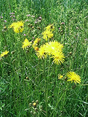 Toårig høgeskæg (Crepis biennis)