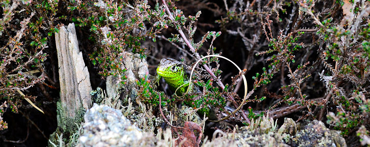 Fauna: Zandhagedis. Author: Jip Bosch — Jip Bosch