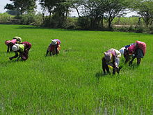 02AgriculturalFieldworks&Kanchipuram&TN.jpg