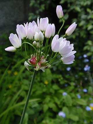 <i>Allium roseum</i> Species of flowering plant