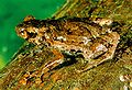 August 26: the frog Anodonthyla pollicaris