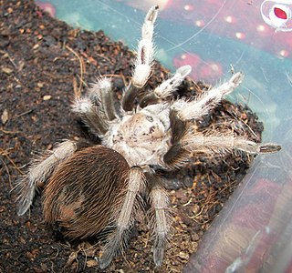 <i>Aphonopelma chalcodes</i> Species of spider