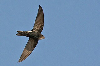 <span class="mw-page-title-main">Horus swift</span> Species of bird